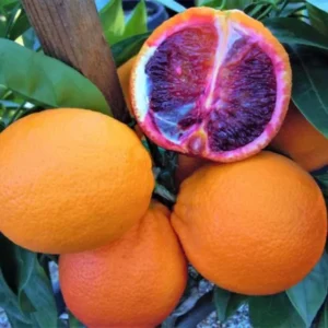 Moro Blood Orange Santra Crafted Fruit Live Plant (1.5-2 Feet Height)