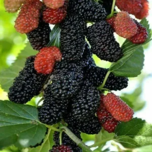 Mulberry Shahtoot All Time Layering/Grafted Fruit Live Plant (1.5-2 Feet Height)