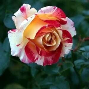 Multi Colour Rose Tree Plant original