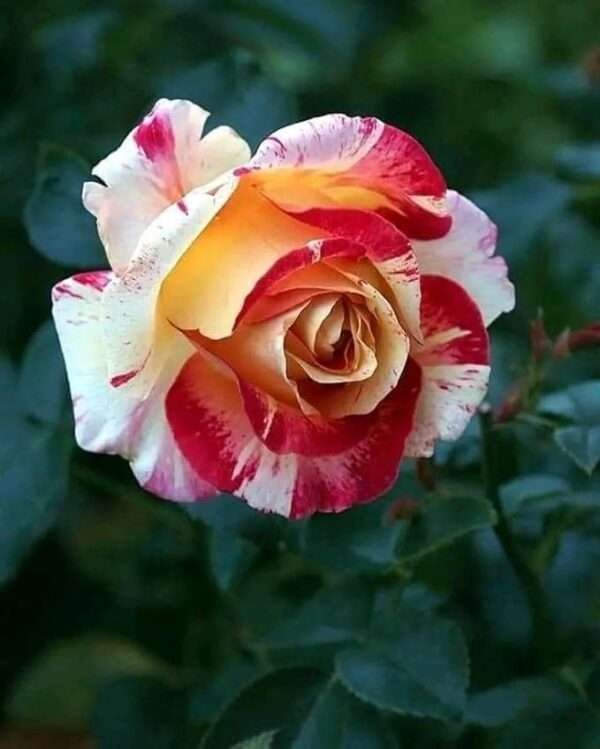 Multi Colour Rose Tree Plant original