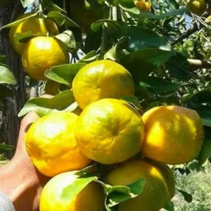 Nagpur Mandarin All Time Orange Santra Grafted Fruit Live Plant (1.5-2 Feet Height)