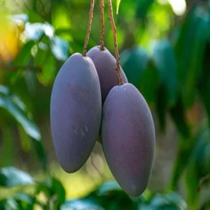 Nam Dok Mai Si Mueng Purple Mango Aam Crafted Fruit Live Plant (1.5-3 Feet Height)