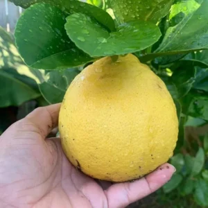 Nimbu Big Size Ball Pati Lemon Nimbu Layering/Grafted Fruit Live Plant (1-2 Feet Height)