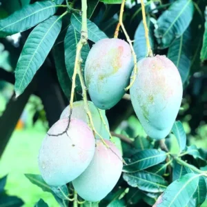 Nelam Mango Aam Grafted Fruit Live Plant (1.5-3 Feet Height)