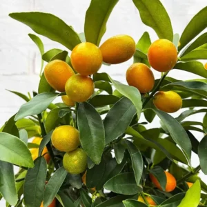 Nimbu Sweet Thai Kumquat Lemon Nimbu Grafted Fruit Live Plant (1-2 Feet Height)