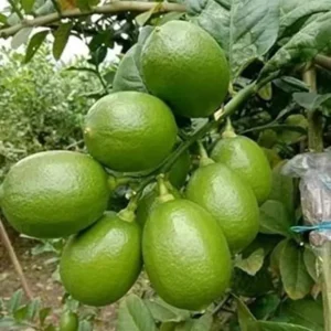 Nimbu China 3 Seedless Grafted Fruit Live Plant (1-2 Feet Height)