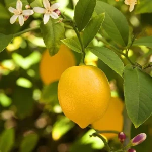 Nimbu Balaji Lemon Lemon Nimbu Layering/Grafted Fruit Live Plant (1-2 Fee height )