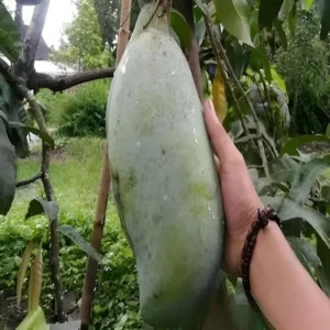 Nurjahan Noor Jahan Mango Aam Grafted Fruit Live Plant (1.5-3 Feet Height)