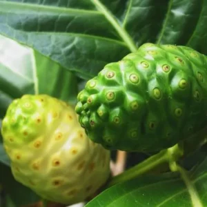 Noni Cheese Fruit Live Plant (1-2 Feet Height)