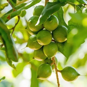 Macadamia Nut Fruit Live Plant (1-2 Feet Height)