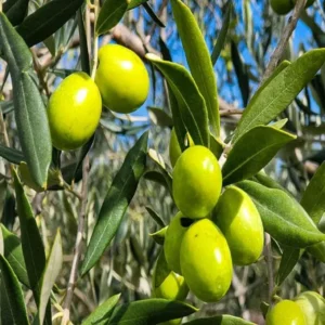 Olive Jaitun Layering/Grafted Fruit Live Plant (1.5-3 Feet Height)