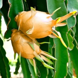 Hawaiian Orange Dragon Fruit Cutting/Grafted Fruit Live Plant (1-2 Feet Height)
