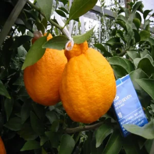 Dekopon Orange Santra Crafted Fruit Live Plant (1.5-2 Feet Height)