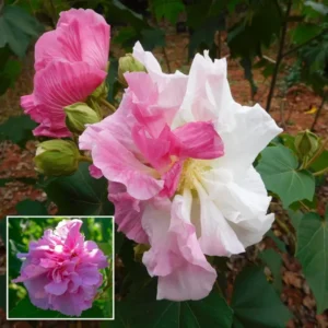 Double Petal Cotton Rose Land Lotus Sthal Poddo Hibiscus Mutabilis Changeable Colour Flower Live Plant (1-2 Feet�Height)