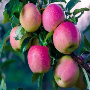 Pink Lady Apple Seb Crafted Fruit Live Plant (1.5-3 Feet Height)