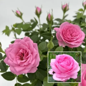 PINK Rose Fragrant Flower Live Plant 1-2 Feet Height)
