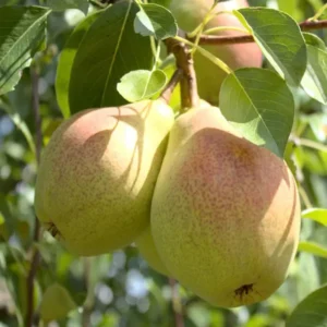 Pear Pyrus Communis Nashpati Layering/Grafted Fruit Live Plant (1.5-3 Feet Height)