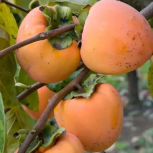 Hachiya Persimmon Grafted Fruit Live Plant (2-3 Feet Height)