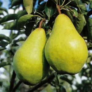 Babugosha Pear Pyrus Communis Nashpati Layering/Grafted Fruit Live Plant (1.5-3 Feet Height)