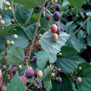 Phalsa Falsa Berry Layering/Grafted Fruit Live Plant (1.5-2 Feet Height)