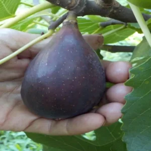 Black Mission Fig Anjeer Layering/Grafted Fruit Live Plant (1-2 Feet Height)