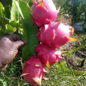 Pink Dragon Fruit Cutting/Crafted Fruit Live Plant (1-2 Feet Height)