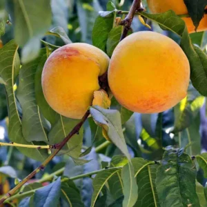 Prabhat Peach Grafted Fruit Live Plant (2-3 Feet Height)