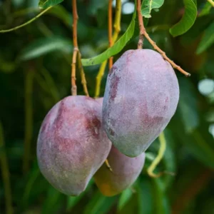 Pusa Arunika Mango Aam Grafted Fruit Live Plant (1.5-3 Feet Height)