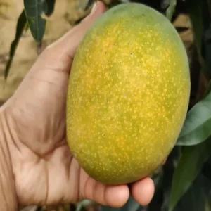 Pusa Surya Mango Aam Crafted Fruit Live Plant (1.5-3 Feet Height)