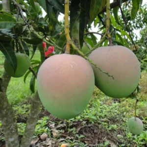 R2E2 Mango Aam Grafted Fruit Live Plant (1.5-3 Feet Height)