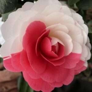 Camellia flower plant Height 2-2.5 Feet Hybrid Healthy Live Flower Plant For Home Garden