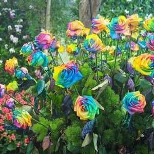 Rainbow rose flower plant