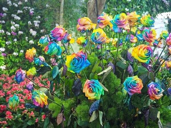 Rainbow rose flower plant