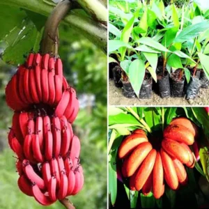 Red Banana Tissue Caltured Fruit Fruit Live Plant (1.5-2 Feet Height)