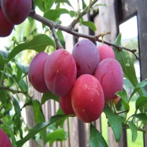 Red Plum Aloo Bukhara Layering/Grafted Fruit Live Plant (1.5-3 Feet Height)