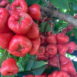 Red Wax Apple Water Fruit Live Plant (1.5-3 Feet Height)