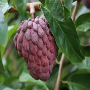 Red Custard Apple Sugar Apple Sitafal Ata Grafted Fruit Live Plant (1.5-3 Feet Height)