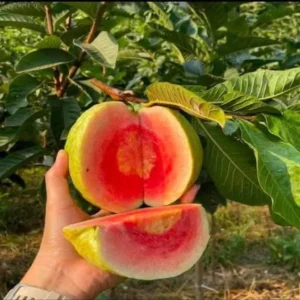 Red Dimond Guava Am rood Variet Fruit Grafted Live Plants & Tree(1.5-3 Feet Size)