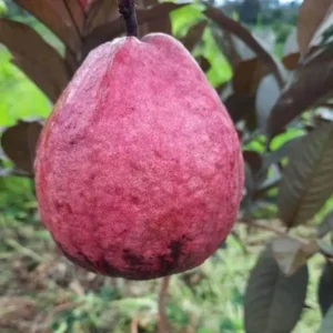 Red Malaysian Guava Amrood Layering/Grafted Fruit Live Plant (1.5-3 Feet Height)