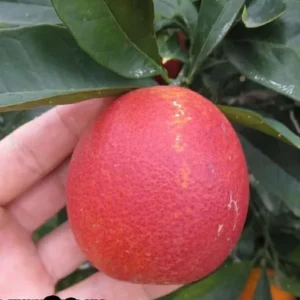 Red Malta Mosambi Grafted Fruit Live Plant (1.5-2 Feet Height)