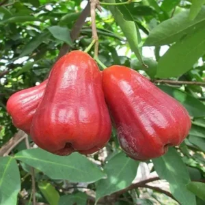 Red Malay Wax Apple Water Apple Java Apple Jamrul Chamba Layering/Grafted Fruit Live Plant (1.5-3 Feet Height)