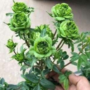 Green Rose Live Grafted Plant Rubiginosa Rosa Deri Rose