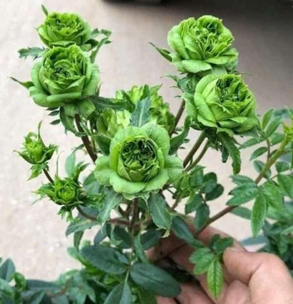 Green Rose Live Grafted Plant Rubiginosa Rosa Deri Rose