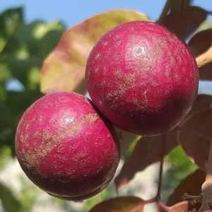 Ruby Red Plus Dragon Eye Longan Grafted Fruit Live Plant (1-2 Feet Height)