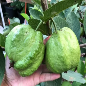 Seedless White Diamond Guava Amrood Layering/Grafted Fruit Live Plant (1.5-3 Feet Height