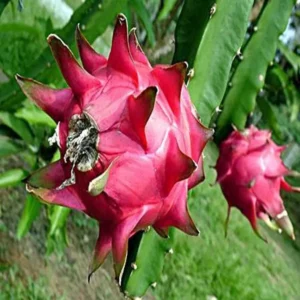 Siam Red Dragon Fruit Cutting/Crafted Fruit Live Plant (1-2 Feet Height)