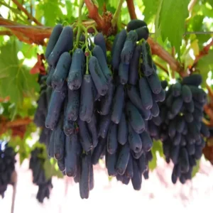 Black Sharad Seedless Grapes Angoor Layering/Grafted Fruit Live Plant