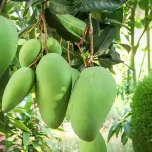 Saranga Mango Aam Grafted Fruit Live Plant (1.5-3 Feet Height)