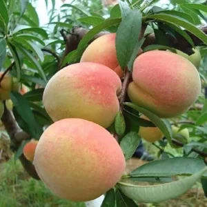 Sharbati Peach Grafted Fruit Live Plant (2-3 Feet Height)