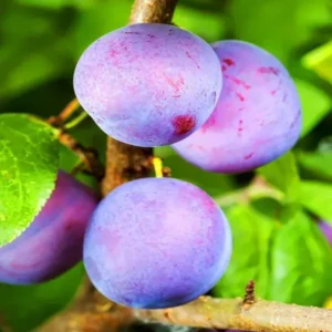 Satlu� Pur le Plum Aloo Bukhara Layering/Grafted Fruit Live Plant (1.5-3 Feet Height)